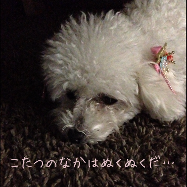 IMG_5775.png