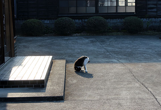 我が家のニャンコ♪2014/04/10-2