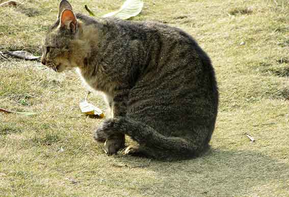 我が家のニャンコ♪2016/1/15-02