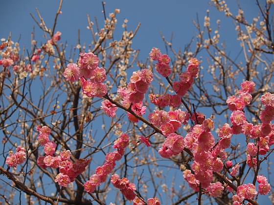 3.13大宰府天満宮5-3.jpg