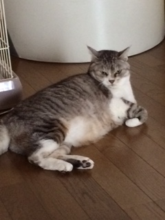 neko.JPG