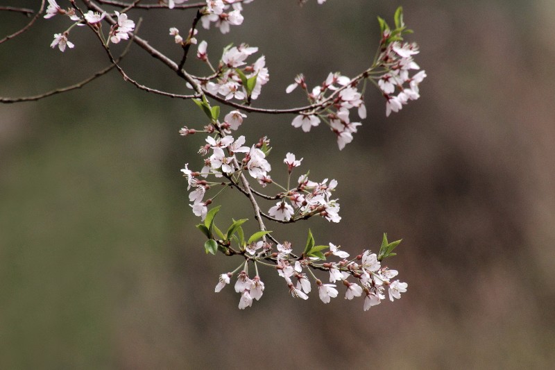 黒川桜の森_006.jpg