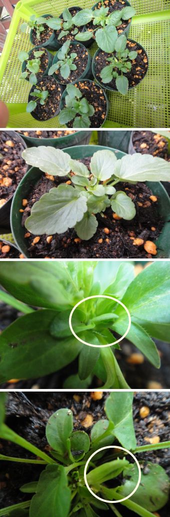 ６月１日種まきのビオラの様子