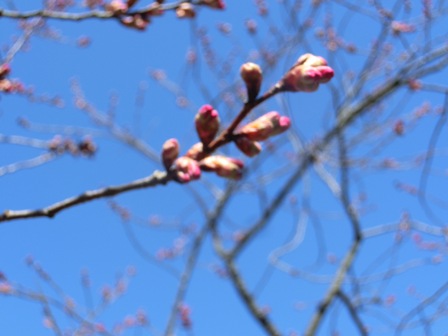 八重寒緋桜