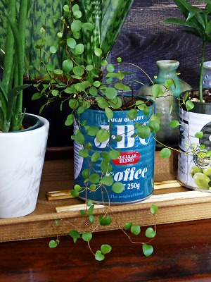 セリア観葉植物