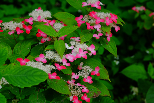 2016 06 06_6475.jpg
