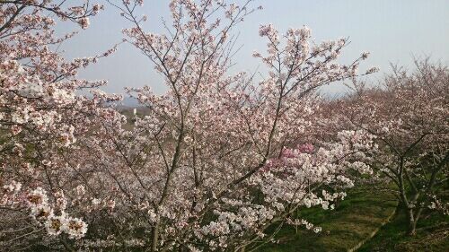 rblog-20180329204254-01.jpg
