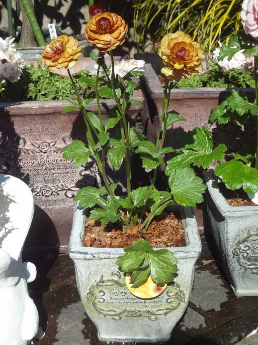 第293回 ピカピカの花 ラナンキュラス ラックスシリーズ まっ いっか流 お庭改造 大作戦 楽天ブログ