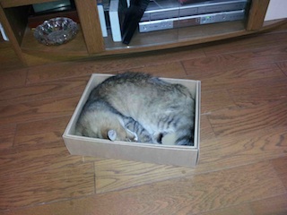 jose箱_edited-1.jpg