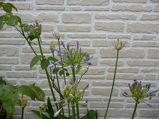 P1060993ss.jpg