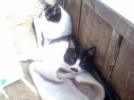 我が家のニャンコ♪2015/2/13-4