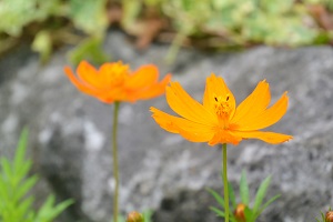 伊豆四季の花公園