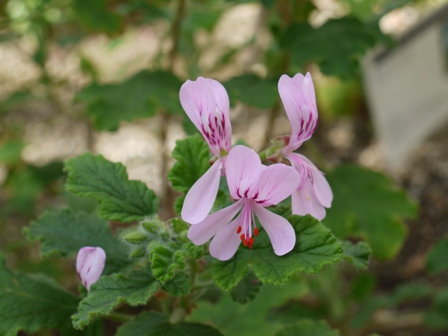 オーシャンウエーブゼラニューム