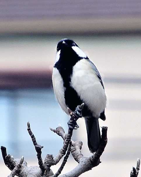 シジュウカラ30