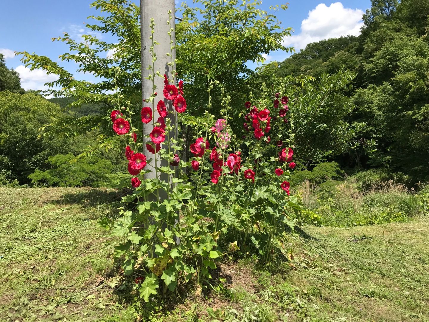 葵咲く のん木ぶろぐ 楽天ブログ