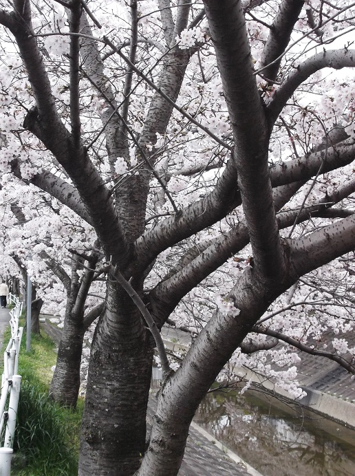DSCF1631.JPG