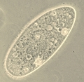 610px-Paramecium_R.jpg