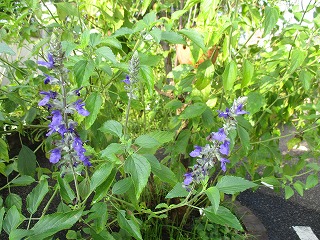 IMG_7291ss.jpg