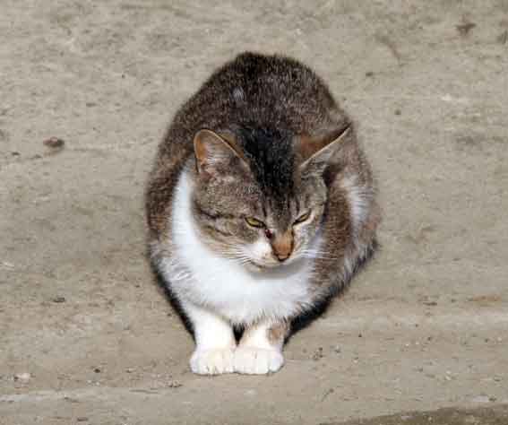 我が家のニャンコ♪2013/2/27-2