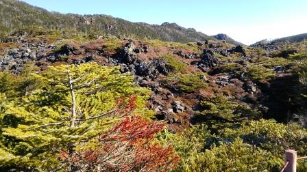 坪庭に群生する盆栽風の樅や這松.JPG