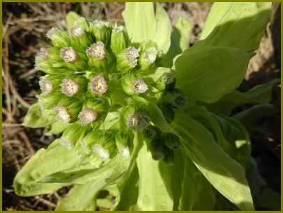 令和４年２月15日 蕗の花一雨毎に薹が伸び 花の歳時記 天南星の魅力 山野草 楽天ブログ