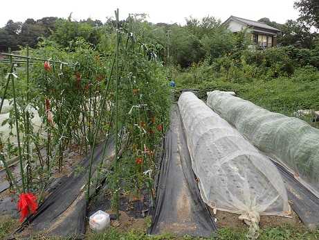 ハヤトウリ花 葉山農園 9月下旬 暇人主婦の家庭菜園 楽天ブログ