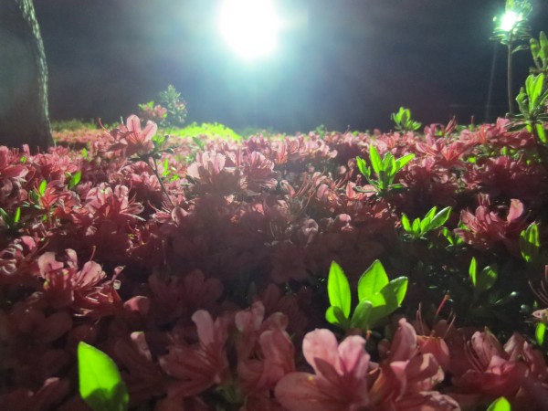 つつじライトアップ