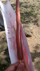 2014桜2.jpg