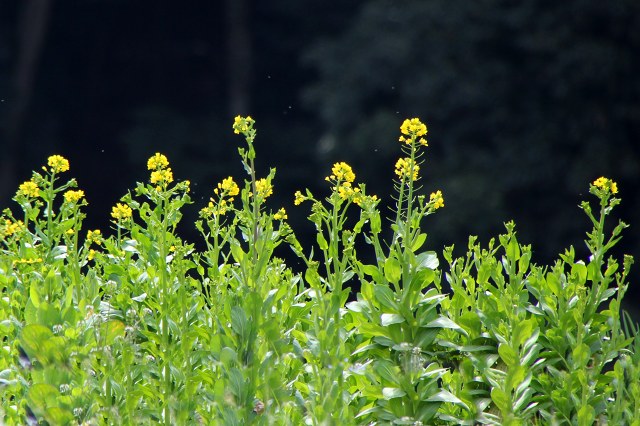 山の辺の道_7-8・菜の花.jpg
