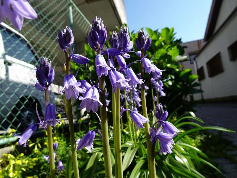 ４月10日 今日の一花 その２ ツリガネズイセン 釣鐘水仙 Gazengamaのブログ 散歩中に出合った花と趣味の陶芸作品 楽天ブログ