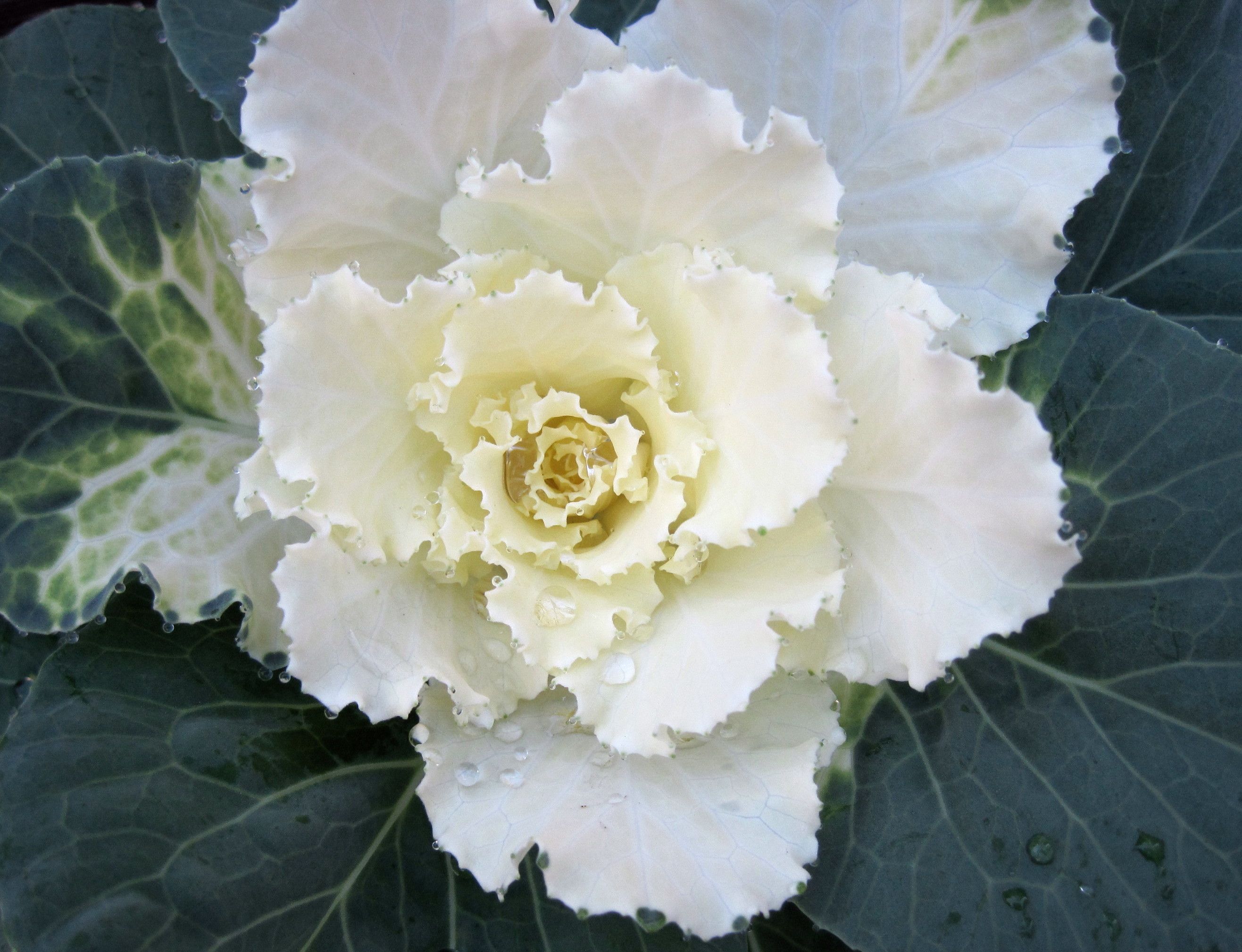 バラのような葉牡丹 フレアホワイト たねをまく日々 楽天ブログ