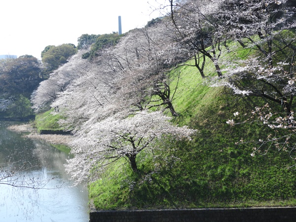 千鳥ヶ淵緑道