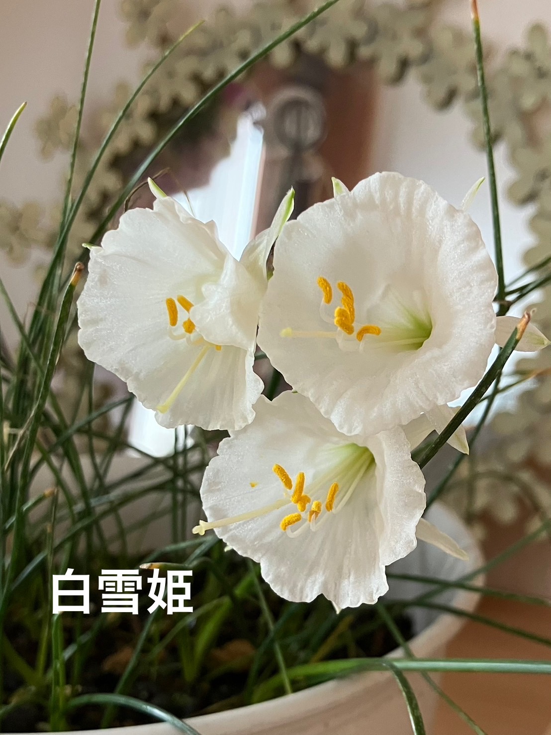 原種水仙たち | Kimi.teaの花日記 - 楽天ブログ