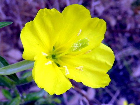 メマツヨイグサの花一輪