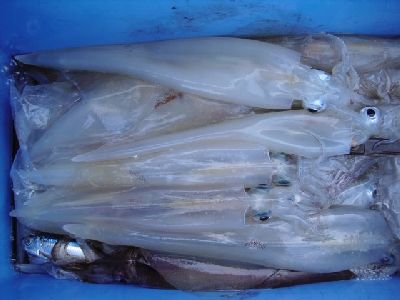 準備 ヤリイカ仕掛けを作る 駿河湾の釣り人日誌 楽天ブログ