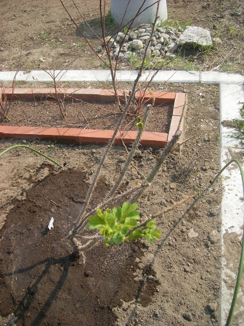 IMGP0146 (600x800) (480x640).jpg