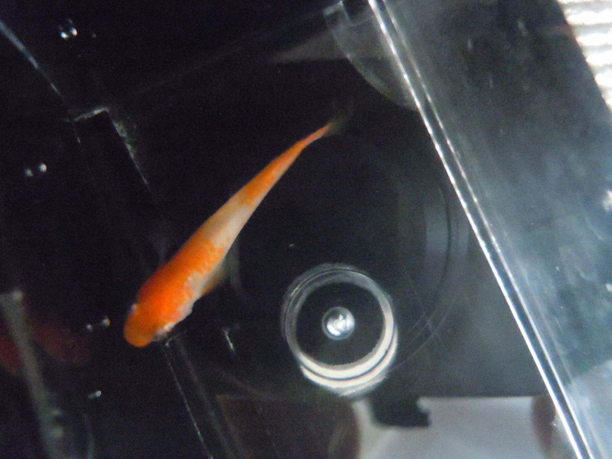 よく読まれている記事一覧 がんばメダカ 長崎わっしょい 楽天ブログ