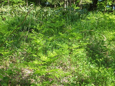DSCF2068.jpg