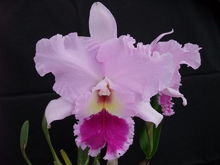 Blc. Nai Thong Leng 'No.1' FCC/JOS 20140105-2