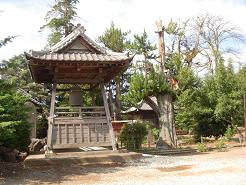 光照寺のオオヤマキ