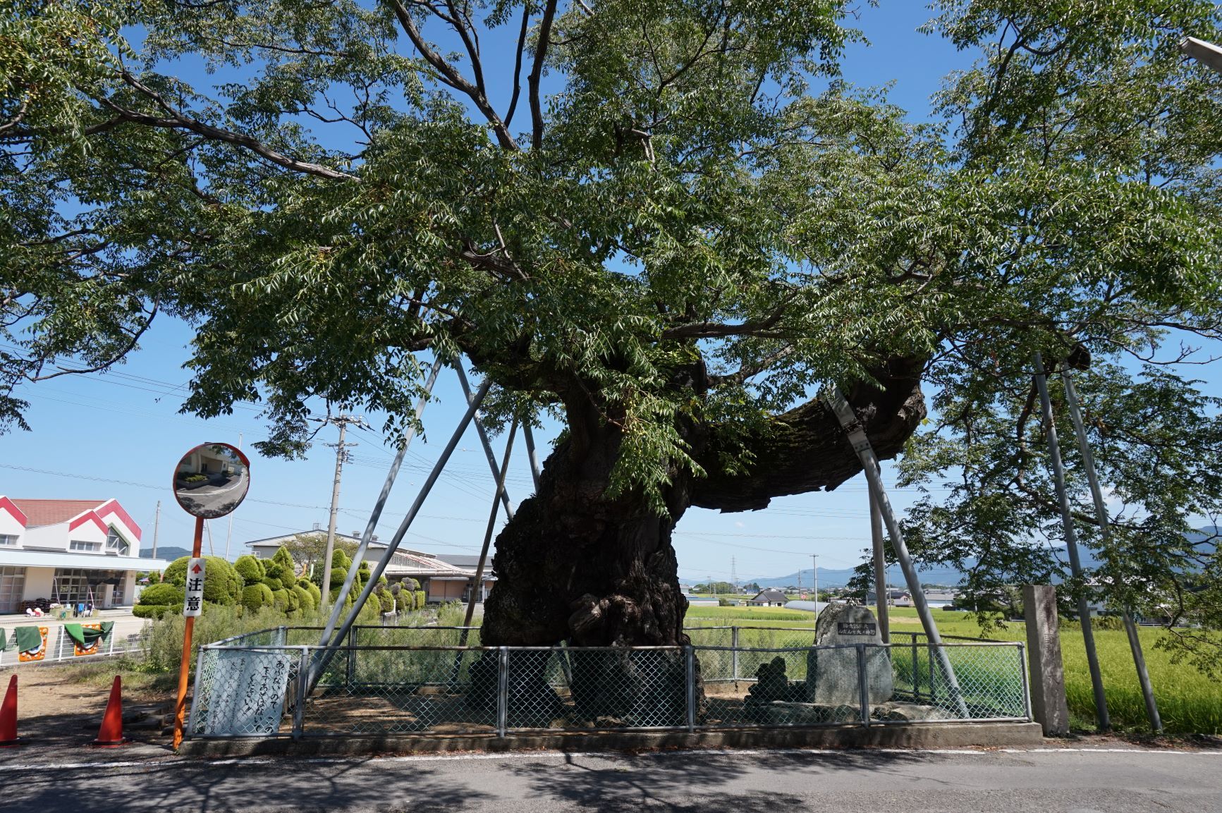 野神の大センダン 国指定天然記念物 徳島県阿波市 Akm0651のブログ 楽天ブログ