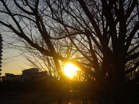 ２／１２朝日と木と公園.JPG