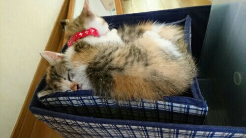rblog-20170701132434-00.jpg