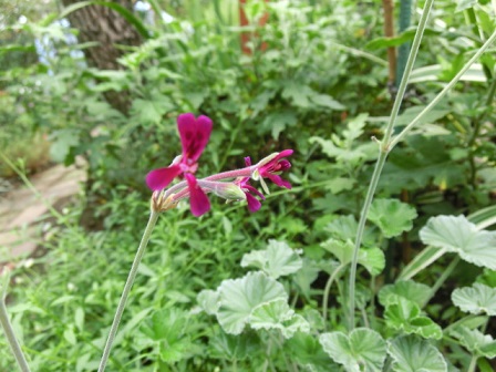 ペテルゴニウム・シドイデス