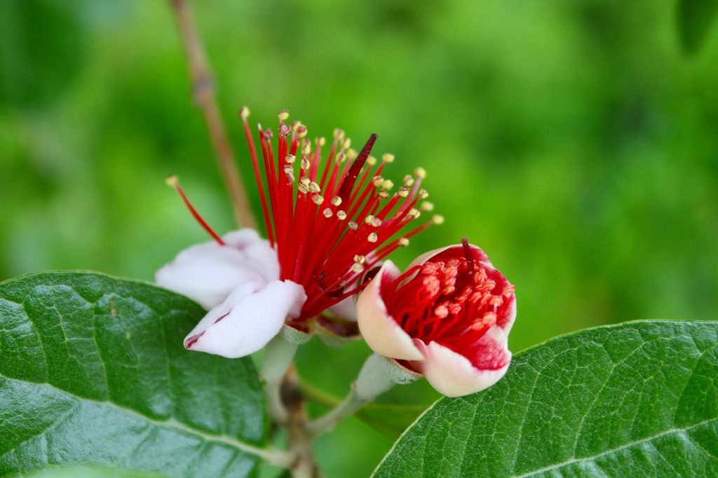 食べられる実がなる花のようです おとっつぁん いろいろやっちょります 楽天ブログ 食べられる実がなる花のようです おとっつぁん いろいろやっちょります 楽天ブログ