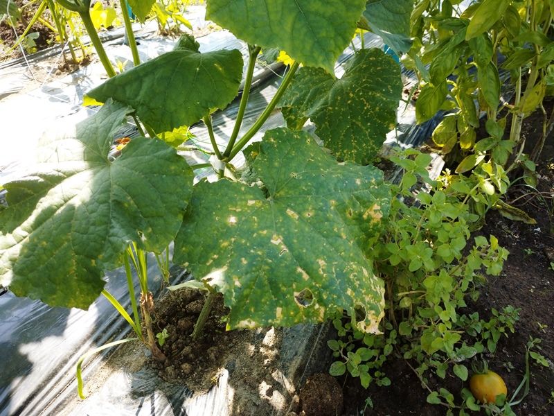 キュウリにベト病 青パパイヤと家庭菜園日記 楽天ブログ