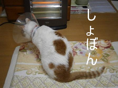 maru