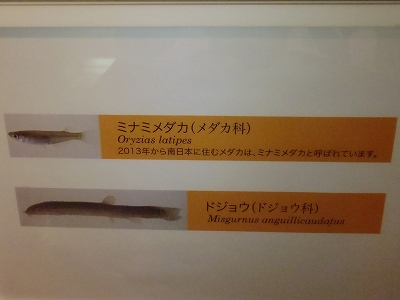 大阪市立自然史博物館2014年10月下旬3　ミナミメダカ