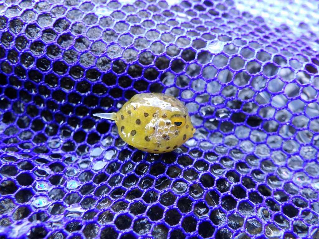 串本磯採集2023年7月下旬51　ハコフグ（Ostracion immaculatus）の幼魚