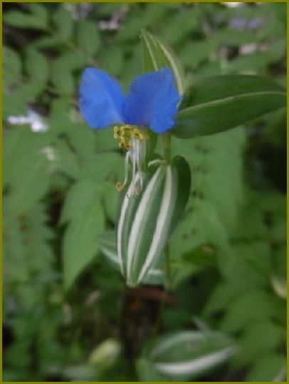 令和元年７月10日）露草やミッキーマウスと相似形♪ | 花の歳時記 （天南星の魅力＆山野草） - 楽天ブログ